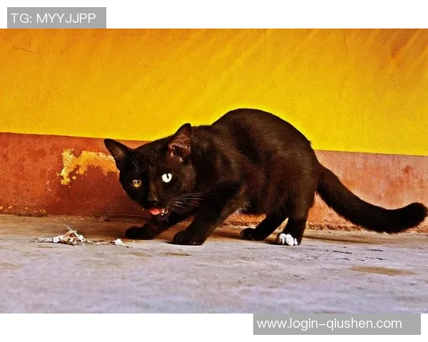 布莱克尼的神秘故事与历史遗迹探秘之旅